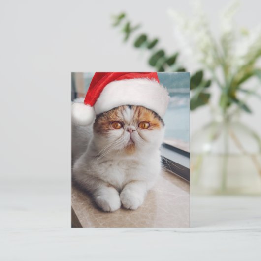 Prachtige Perzische kat met kerstmuts Briefkaart (Staand voorkant)