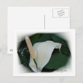 Prachtige Petals 12 Briefkaart (Voorkant / Achterkant)
