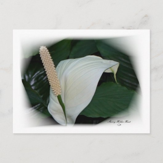 Prachtige Petals 12 Briefkaart (Voorkant)