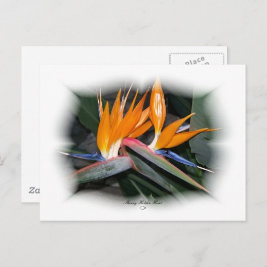 Prachtige Petals 29 Briefkaart (Voorkant / Achterkant)