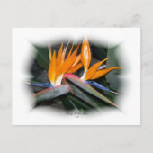 Prachtige Petals 29 Briefkaart (Voorkant)