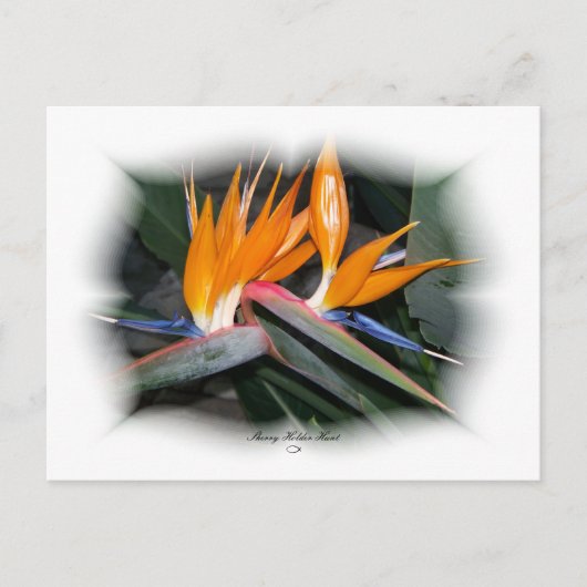 Prachtige Petals 29 Briefkaart (Voorkant)