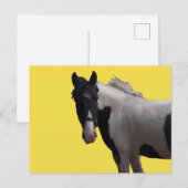 Prachtige Piebald Pony Briefkaart (Voorkant / Achterkant)