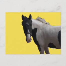 Prachtige Piebald Pony Briefkaart