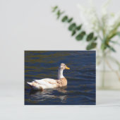 Prachtige Pied Duck Briefkaart (Staand voorkant)