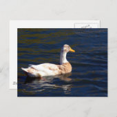 Prachtige Pied Duck Briefkaart (Voorkant / Achterkant)