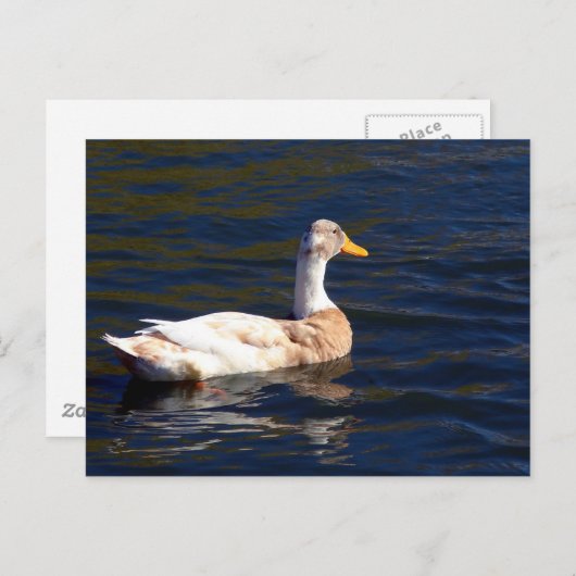 Prachtige Pied Duck Briefkaart (Voorkant / Achterkant)