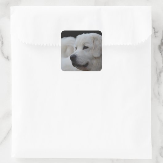 Prachtige Poolse Tatra Sheepdog Sticker (Tas)