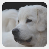 Prachtige Poolse Tatra Sheepdog Sticker (Voorkant)