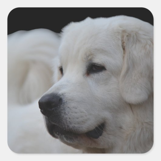 Prachtige Poolse Tatra Sheepdog Sticker (Voorkant)