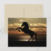 Prachtige postkaart voor paarden (Voorkant / Achterkant)