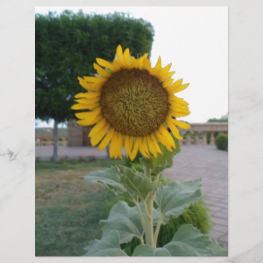 Prachtige prachtige zonnebloem Art Print (Voorkant)