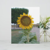Prachtige prachtige zonnebloem Art Print (Staand voorkant)