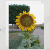 Prachtige prachtige zonnebloem Art Print (Voorkant / Achterkant)