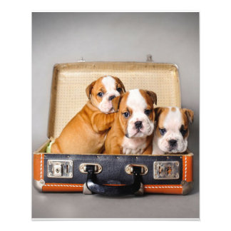 Prachtige Puppies van Bulldog | HONDENLIEFHEBBER Foto Afdruk