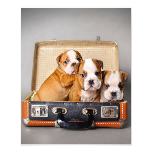 Prachtige Puppies van Bulldog | HONDENLIEFHEBBER Foto Afdruk (Voorkant)