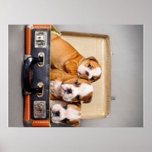 Prachtige Puppies van Bulldog HONDENLIEFHEBBER Poster