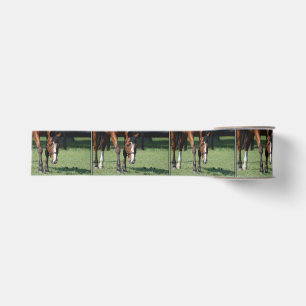 Prachtige Quarter Horse Grosgrain Lint