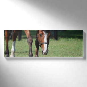 Prachtige Quarter Horse Naambadge