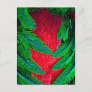 Prachtige Quetzal veerontwerp Briefkaart