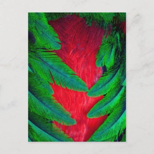Prachtige Quetzal veerontwerp Briefkaart (Voorkant)