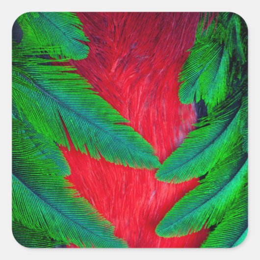 Prachtige Quetzalveerontwerp Vierkante Sticker (Voorkant)