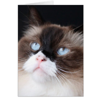 Prachtige ragdoll-kat