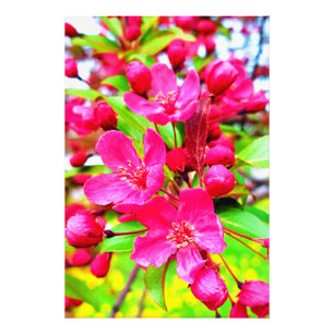 Prachtige Red Barron Crabapple Foto Afdruk