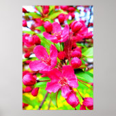 Prachtige Red Barron Crabapple Foto Poster (Voorkant)