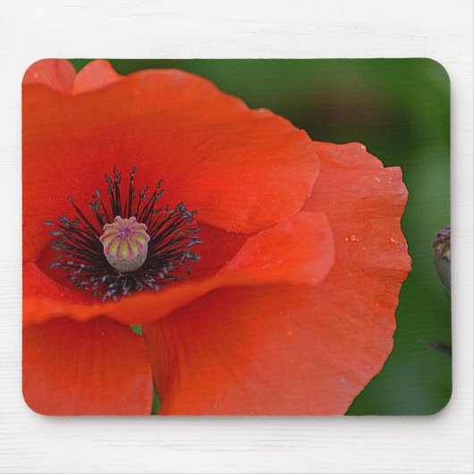 Prachtige Red Poppy Muismat (Voorkant)