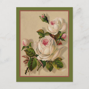 Prachtige Redoute White Roses Briefkaart