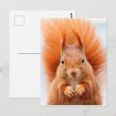 Prachtige rode eekhoorn briefkaart (Voorkant / Achterkant)