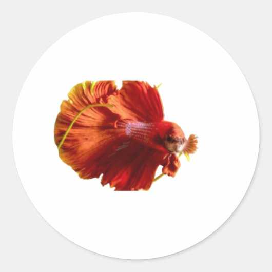 Prachtige Rode Halfmaan Betta Vis Sticker - Siamee (Voorkant)