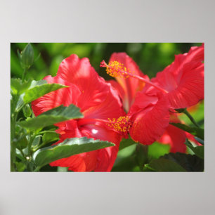 Prachtige rode hibiscus poster