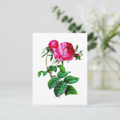 Prachtige Rode Kool Rozen van Redoute Briefkaart (Staand voorkant)