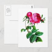 Prachtige Rode Kool Rozen van Redoute Briefkaart (Voorkant / Achterkant)