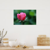 Prachtige rode / roze roos poster (Keuken)