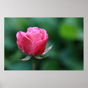 Prachtige rode / roze roos poster