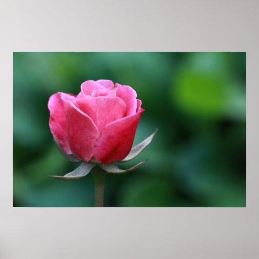Prachtige rode / roze roos poster (Voorkant)