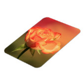 Prachtige Romantische foto van Roos Magneet (Linkerzijde)