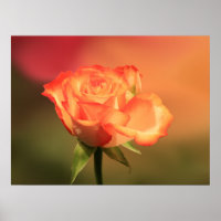 Prachtige Romantische foto van Roos