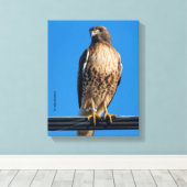 Prachtige Roodstaartbuizerd in de Zon Canvas Afdruk (Insitu (Houten vloer))