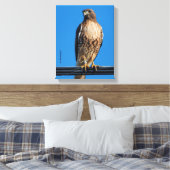 Prachtige Roodstaartbuizerd in de Zon Canvas Afdruk (Insitu (Slaapkamer))