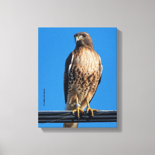 Prachtige Roodstaartbuizerd in de Zon Canvas Afdruk (Voorkant)
