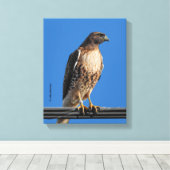 Prachtige Roodstaartbuizerd in de Zon Canvas Afdruk (Insitu (Houten vloer))