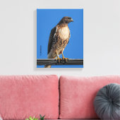 Prachtige Roodstaartbuizerd in de Zon Canvas Afdruk (Insitu (Woonkamer))