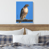 Prachtige Roodstaartbuizerd in de Zon Canvas Afdruk (Insitu (Slaapkamer))
