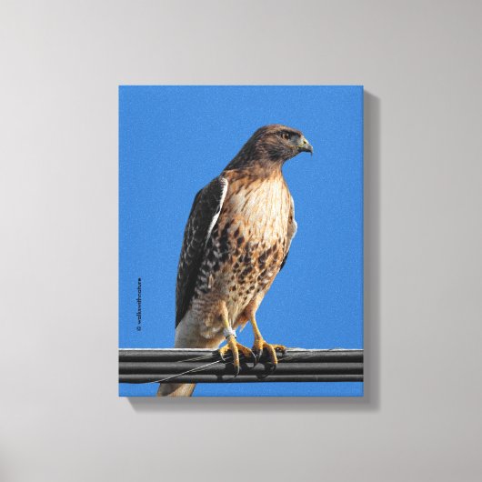 Prachtige Roodstaartbuizerd in de Zon Canvas Afdruk (Voorkant)