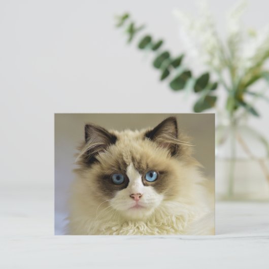 Prachtige rookkast met blauwe ogen briefkaart (Staand voorkant)