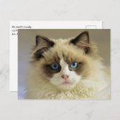 Prachtige rookkast met blauwe ogen briefkaart (Voorkant / Achterkant)